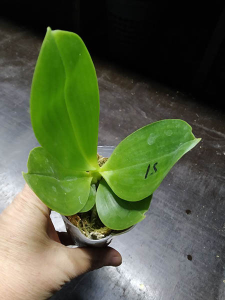 Phalaenopsis Mituo Purple Dragon 'M#30' x Yungho Gelb Canary 'Sunshine'.jpg