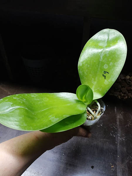 Phalaenopsis Mituo Sunrise 'Angel Rose' x Mituo Purple Dragon.jpg