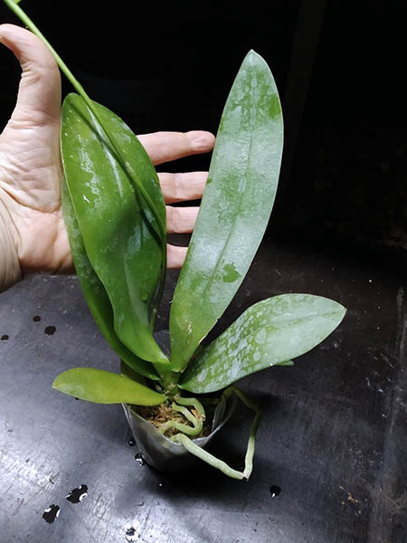 Phalaenopsis aphrodite x Sin Yuan Golden Beauty.jpg