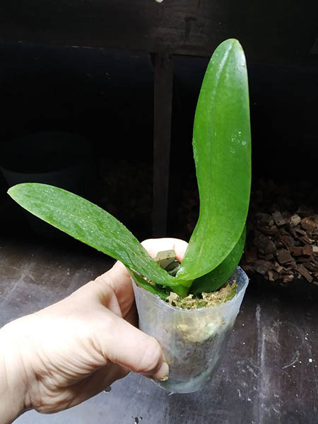 Phalaenopsis I-Hsin Claire.jpg