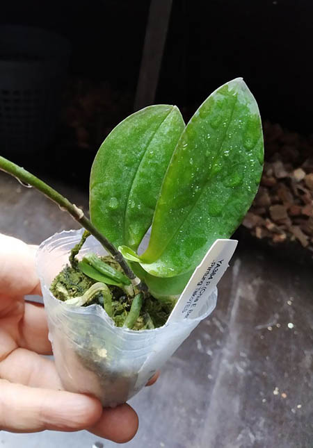 Phalaenopsis (Chia E Berry-Pintung Tako) 'ES'.jpg