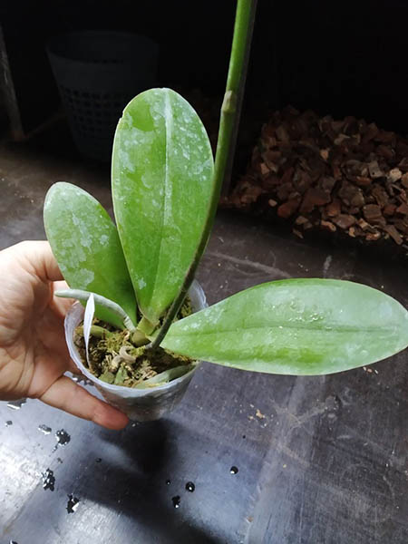 Phalaenopsis Fuller's Sunset.jpg