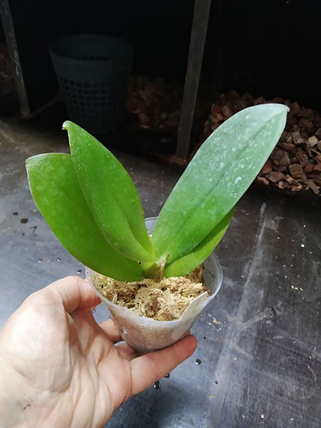 Phalaenopsis Shih-hua Green Apple.jpg