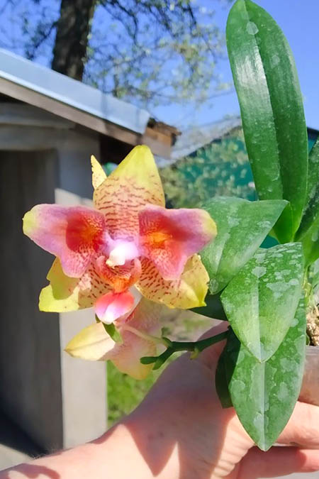 Phalaenopsis (Tzu Chiang Balm-Brother Sara Gold) 'ES-1'.jpg