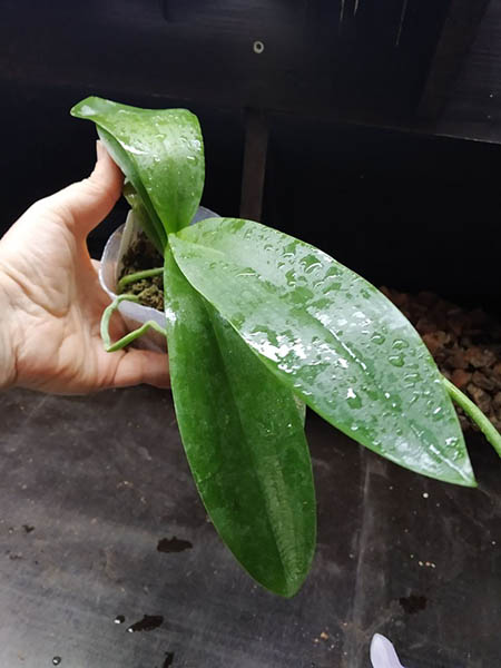 Phalaenopsis (Ching Shang Stripe-Sogo Vivien) 'ES'.jpg