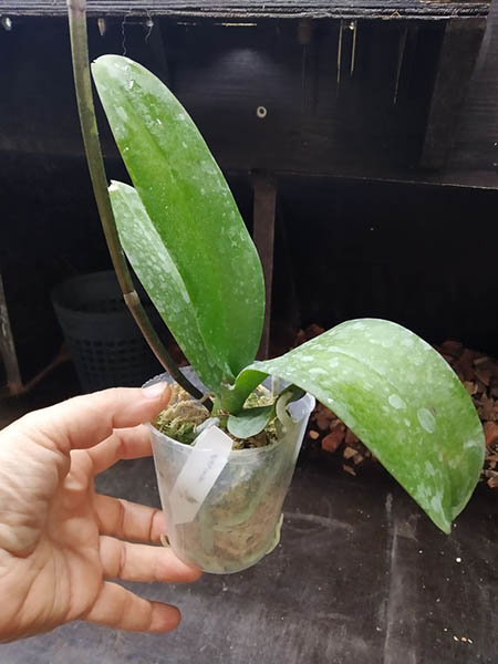 Phalaenopsis VOO Doo.jpg