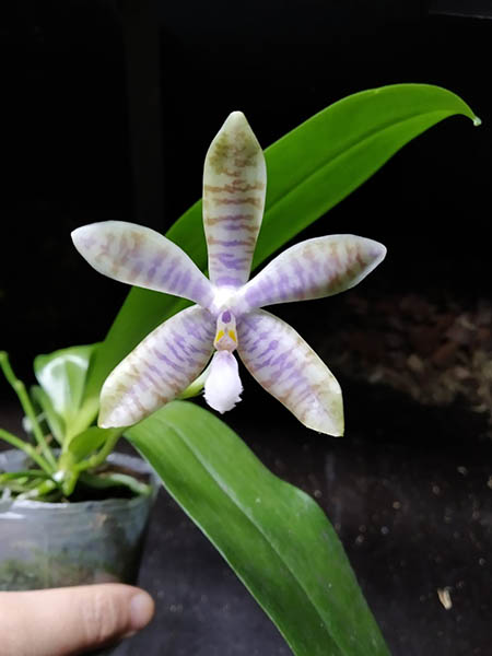Phalaenopsis tetraspis alba x lueddemanniana 'Hsia 2347'.jpg