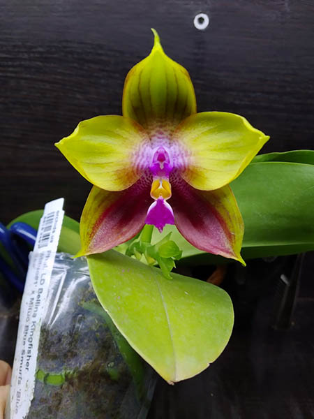 Phalaenopsis LD Bellina Kingfisher 'Mituo#1' x Mituo Blue Smurfs 'Blue Sea'.jpg