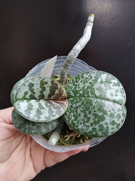 Phalaenopsis schilleriana 'Round Leaves'.jpg