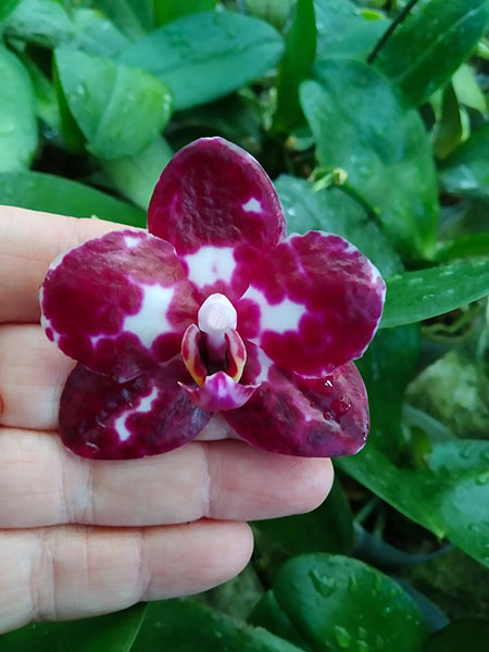 Phalaenopsis Mituo Sunrise 'Snow Red'.jpg