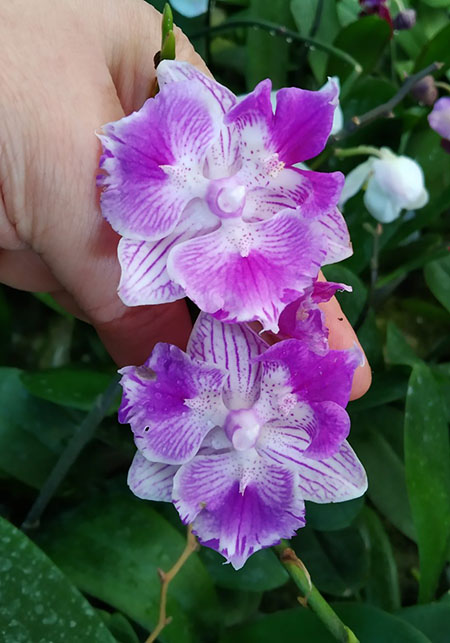 Phalaenopsis (Ching Shang Stripe-Sogo Vivien) 'ES'.jpg