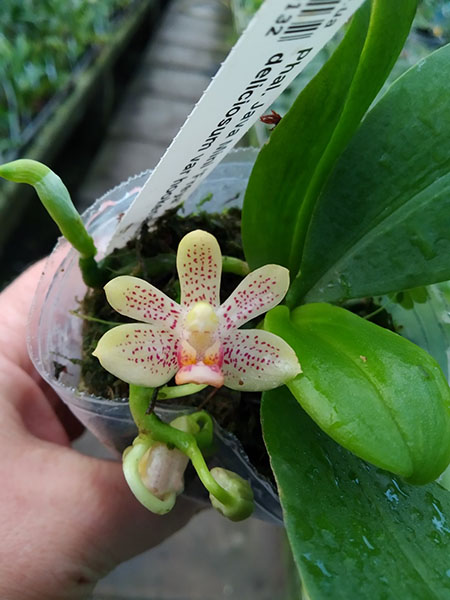 Phalaenopsis Java Mini 'Freya' x deliciosum var hookerianum.jpg