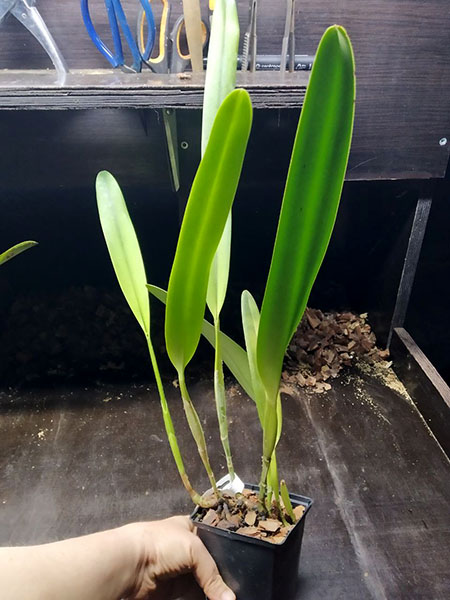 Laelia crispa (tipo x flamea).jpg