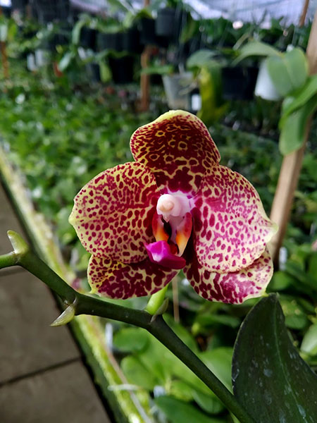 Phalaenopsis Mituo Diamond '578-10'.jpg