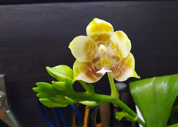 Phalaenopsis Mituo Purple Dragon 'BLue White' x Mituo Golden Tiger 'TTT'.jpg