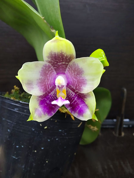 Phalaenopsis Mituo Purple Dragon 'BLue White' x Mituo Golden Tiger 'TTT'.jpg