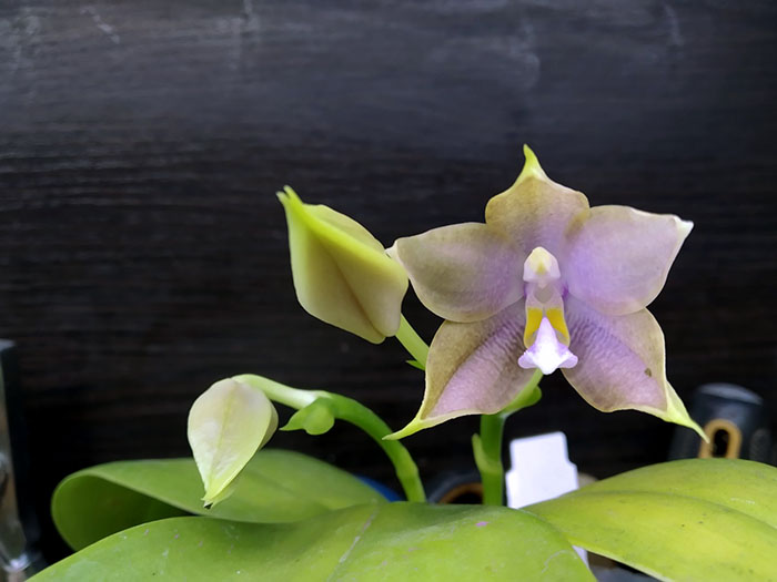 Phalaenopsis Mituo Blue Smurfs 'Blue-S' x Mituo Speciosa 'Blue-Coffe'.jpg