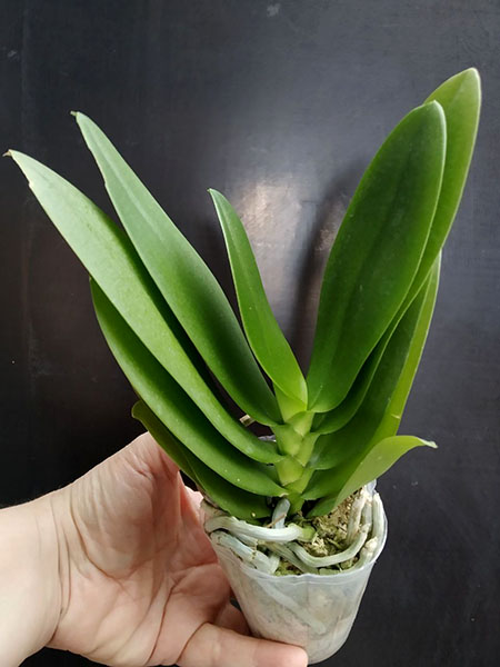 Phalaenopsis Allura Anmio Yellow Bat '9107'.jpg