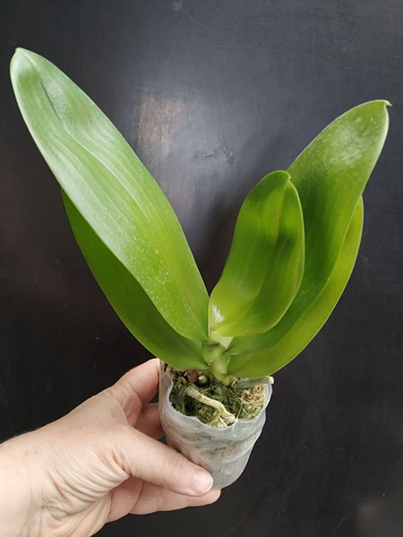 Phalaenopsis Allura 'Mars'.jpg