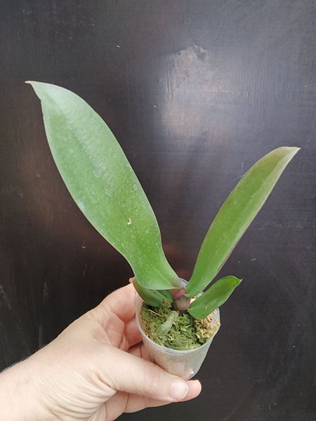 Phalaenopsis Allura 'Excalibur'.jpg