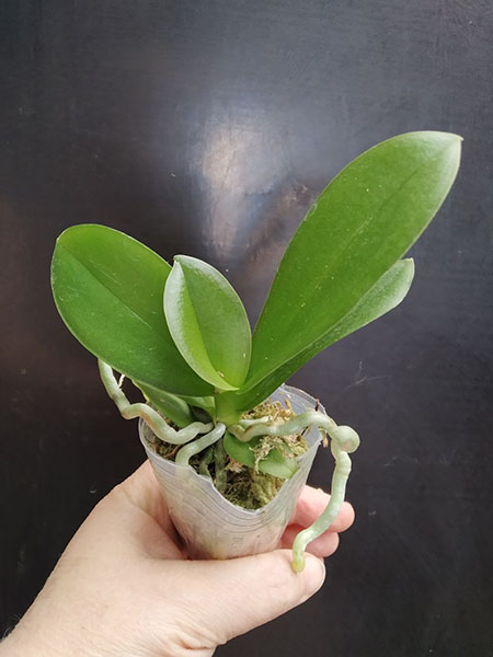 Phalaenopsis Allura 'Diamond Star'.jpg