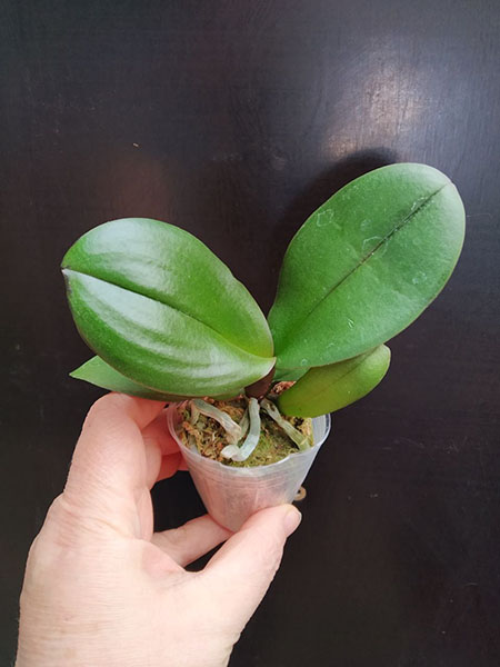 Phalaenopsis Allura 'Dracarys'.jpg