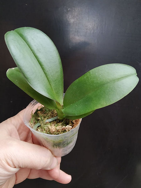 Phalaenopsis Allura 'Caramba'.jpg