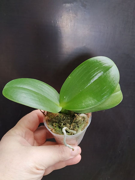 Phalaenopsis Allura 'Crimson Love'.jpg