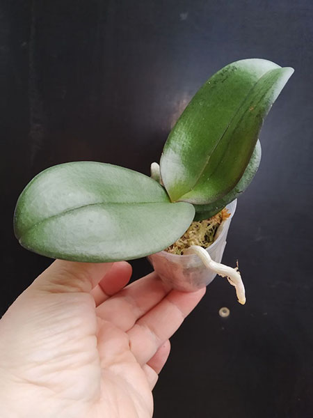 Phalaenopsis Allura 'Dracula'.jpg
