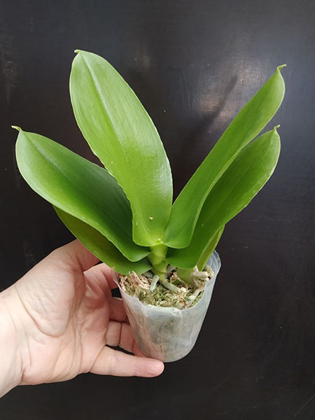 Phalaenopsis Allura 'AL's Rainbow'.jpg