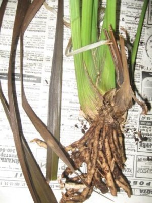 вот такие листья у него бурые отпали