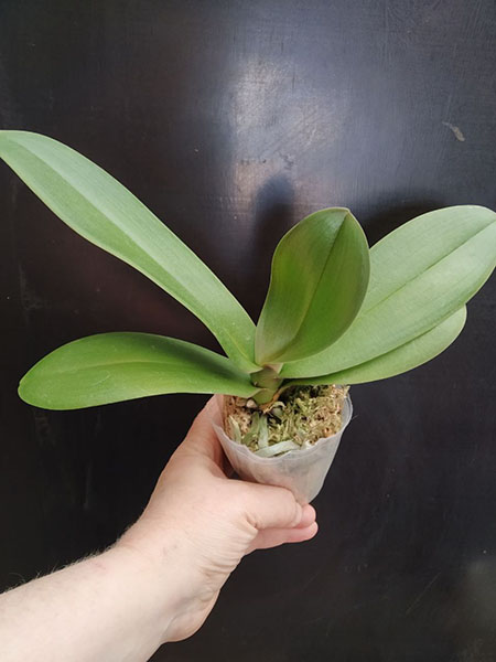 Phalaenopsis Allura 'Santa Claus'.jpg