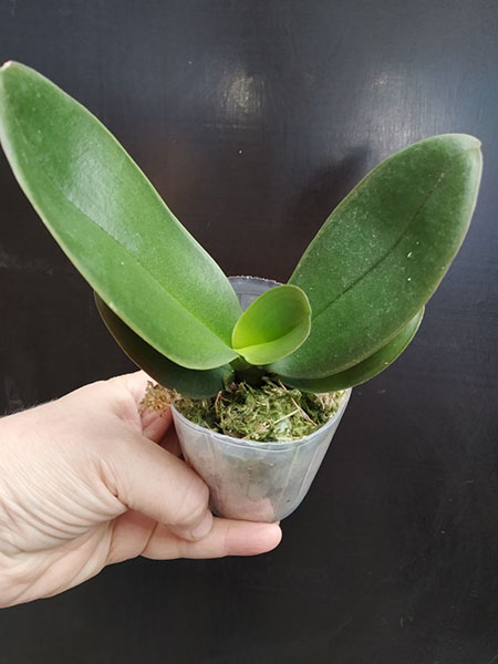 Phalaenopsis Allura 'Genie'.jpg