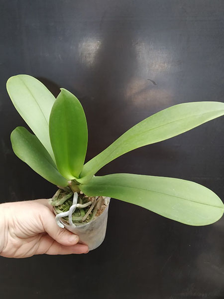 Phalaenopsis Allura 'Charlie Chaplin'.jpg