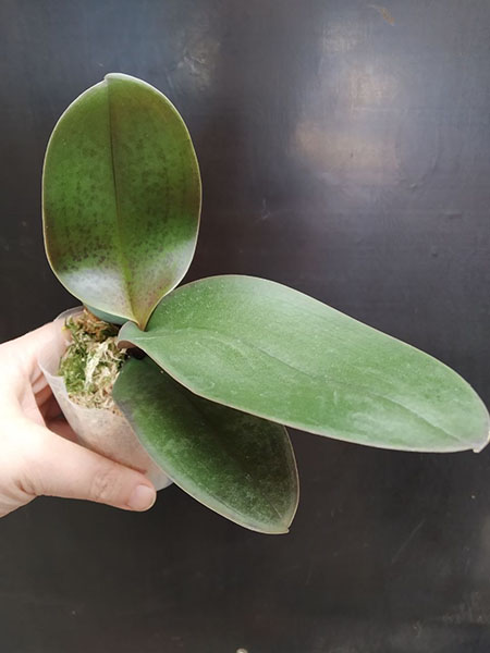 Phalaenopsis Allura 'Lady Margaret II'.jpg