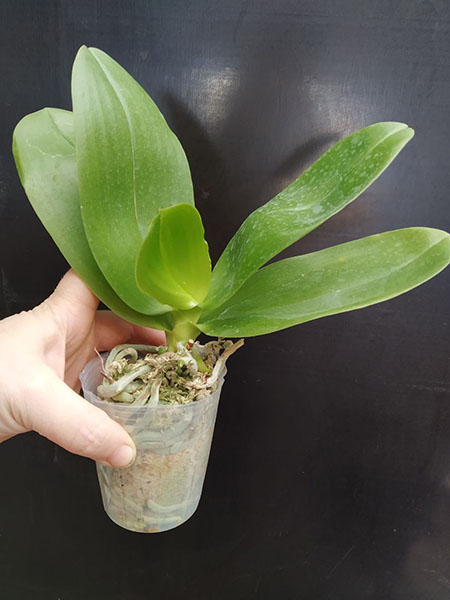 Phalaenopsis Allura 'Matera'.jpg