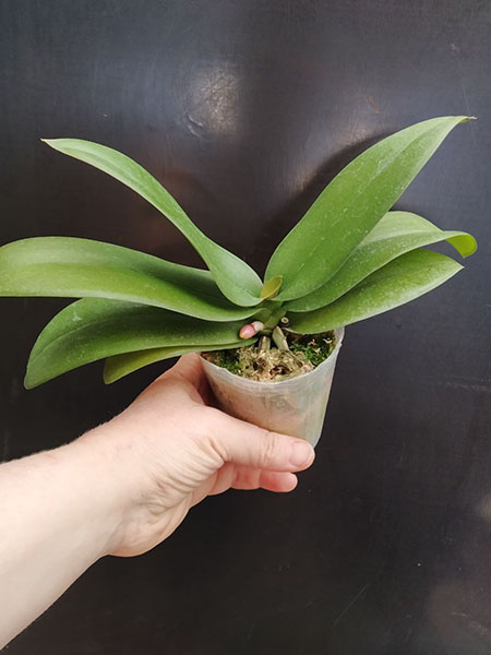 Phalaenopsis Allura 'Black Swan'.jpg