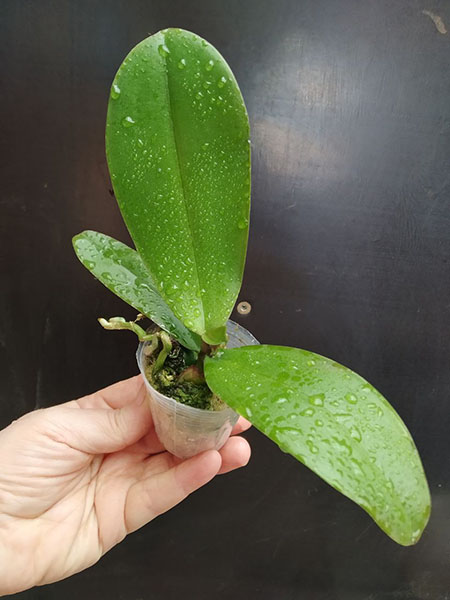 Phalaenopsis Allura 'Pleyel'.jpg