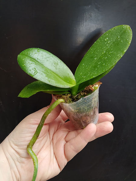 Phalaenopsis Allura 'Butterflies & Hurricanes'.jpg