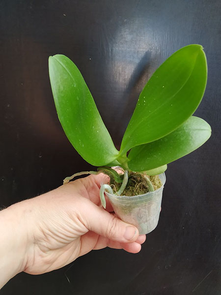 Phalaenopsis Allura 'Volta'.jpg