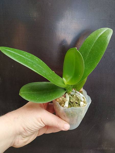 Phalaenopsis Allura 'Valentine'.jpg