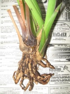 там еще новый рост есть-его бульба совсем уже ссохлась