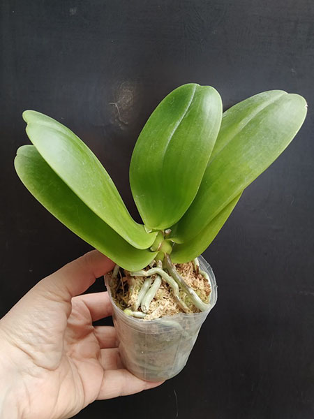 Phalaenopsis Allura 'Ruby Diamond'.jpg