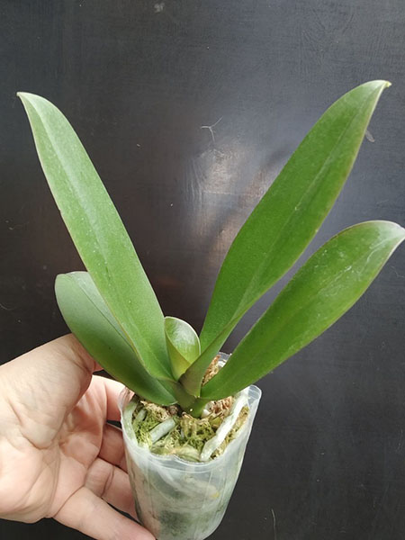 Phalaenopsis Allura 'Exotic Dancer'.jpg