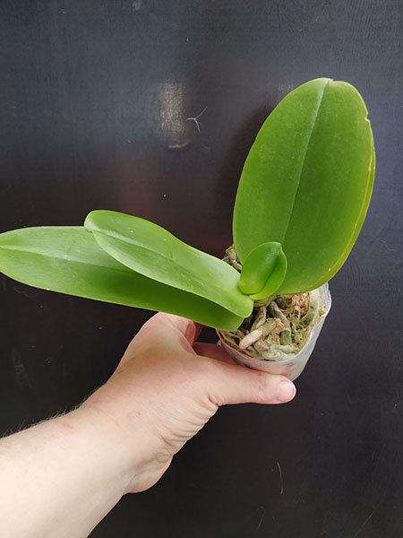 Phalaenopsis Allura 'Sanguinello'.jpg