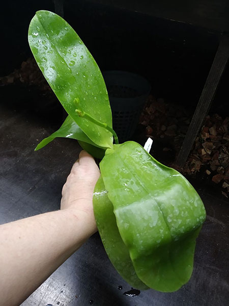 Phalaenopsis Yaphon Black Rose 'BKM-13'.jpg