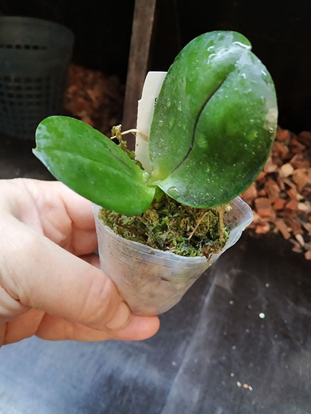 Phalaenopsis Mituo Reflex DD 'Blueberry Jam'.jpg