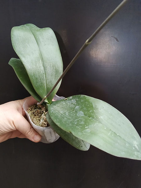 Phalaenopsis aphrodite x cochlearis.jpg