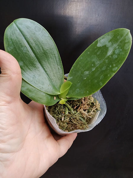 Phalaenopsis Mituo Blue Bear 'M-5'.jpg