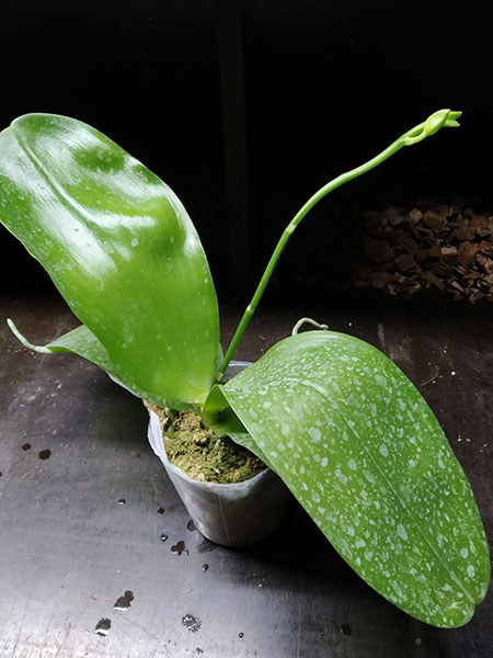 Phalaenopsis Sweet Memory.jpg